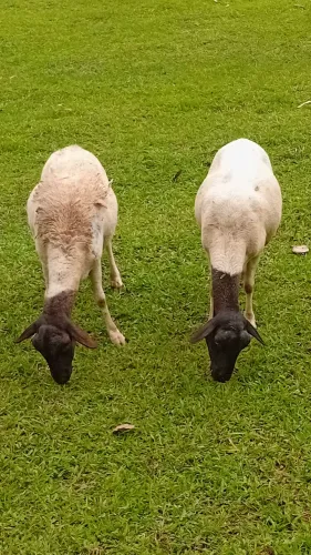 Dorper com santa inêis