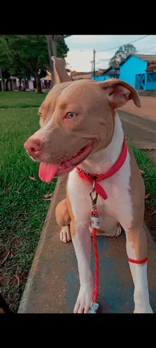 Monster com Pit Bull 