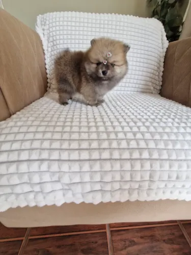 Luluzinho macho anão