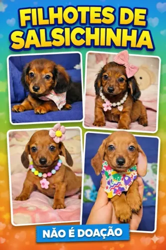 Filhote de cachorro dachshund/teckel/basset/salsicha/cofap saúde