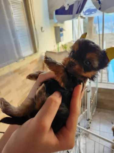 Filhote cachorro Yorkshire