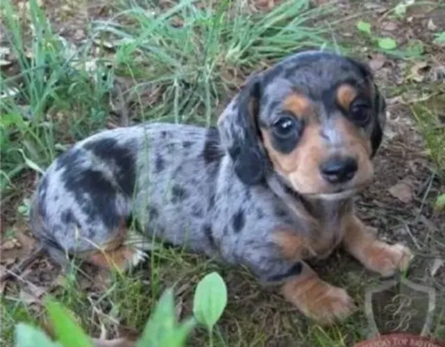 Basset Dachshund Alerquins Filhotes Raríssimos Premium. 