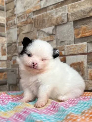 Spitz alemão filhote macho