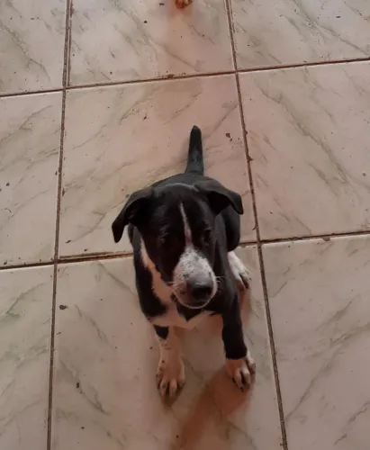 Doando duas cachorras lindas , elas não são de raça