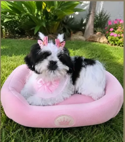 Shihtzu fêmea raça pura com garantia 