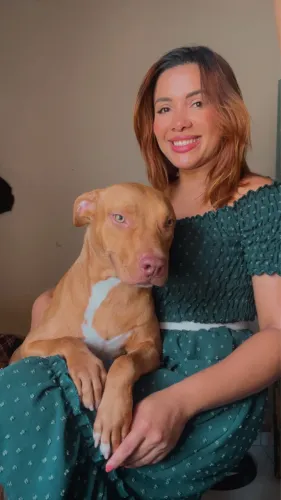 Cachorra pit monster Fêmea a procura de namorado para cruza. 