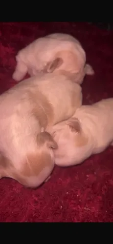 Filhote de Shih Tzu