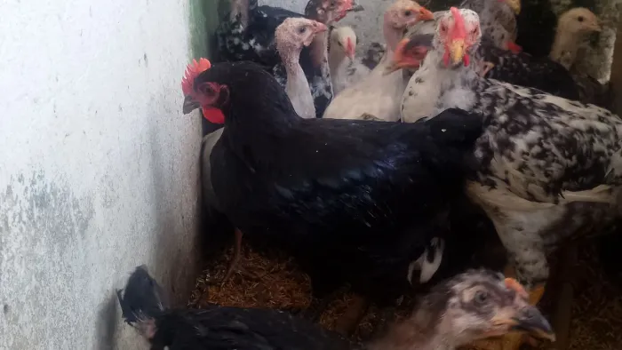 frango gigante negro