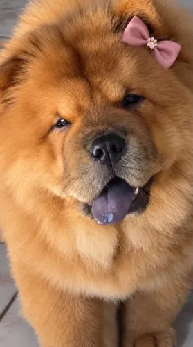 Chow Chow