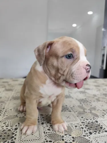 AMERICAN BULLY POCKET - FILHOTES DISPONÍVEIS