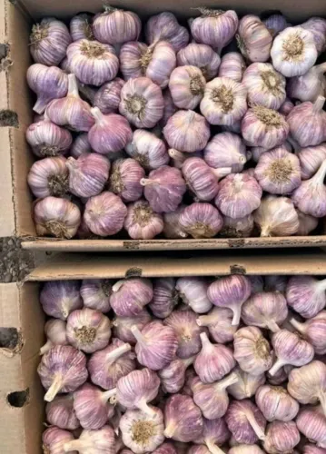 Vendo caixas de alho