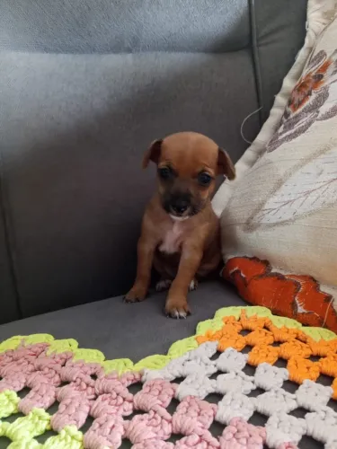 Vende-se filhote pinscher 1
