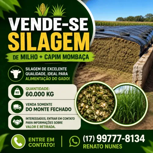 Silagem de milho ?