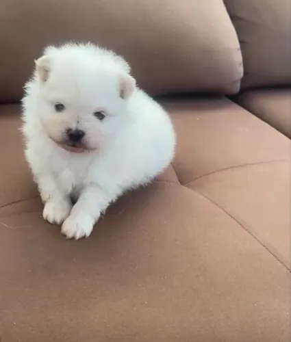 Spitz alemão macho anão