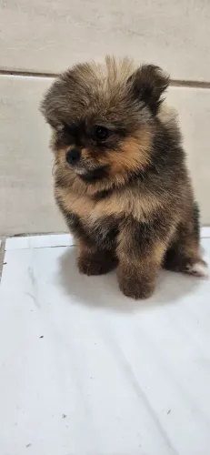 Lulu da pomerania