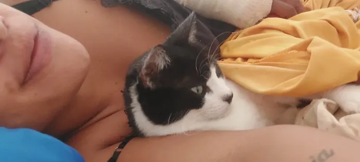 Pague meu shitzu 