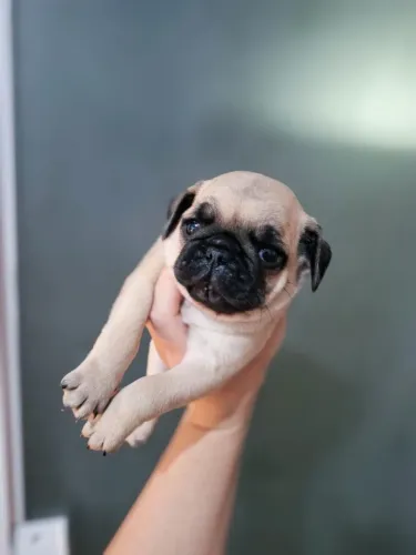 Vendo filhotes de pug