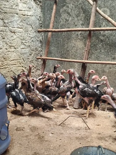 Franguinhos de 70 dias