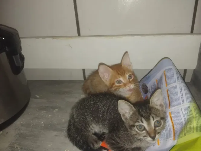 Gatinhos filhotes para adoção 
