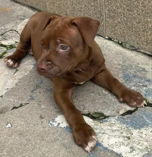 Pit Bull com Pedigree