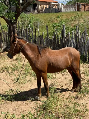 Cavalo 