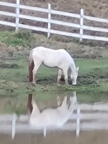 Vendo cavalo turdilho marcha picada 5 mil