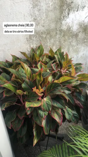 Planta | Aglaonema