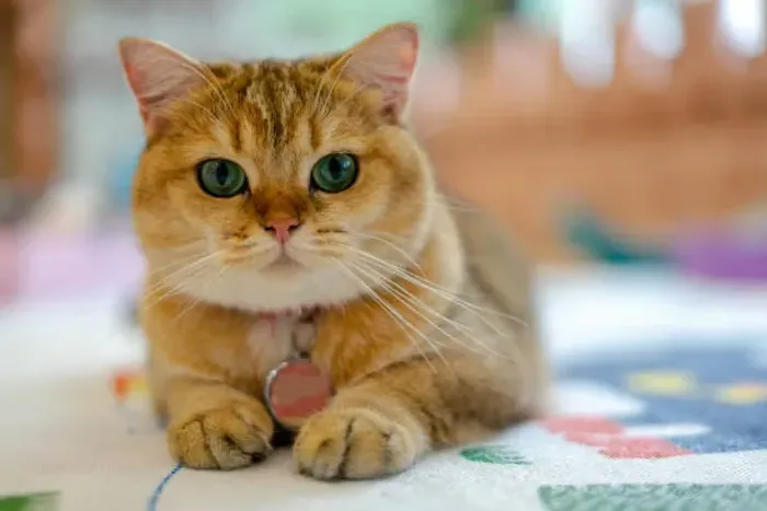 Golden British Shorthair