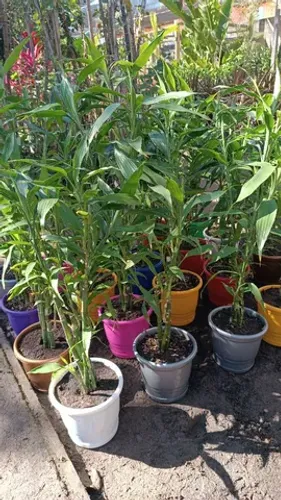 Vaso de bambu chinês da sorte 