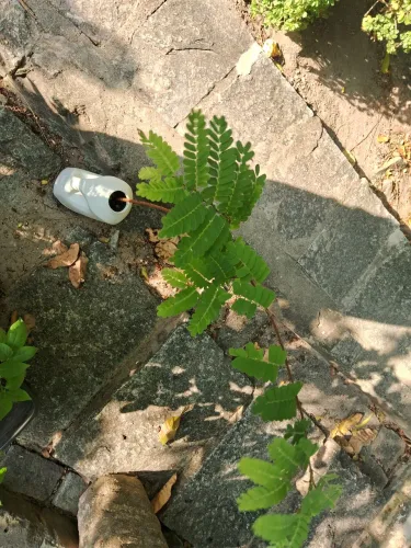 Mudas de tamarindo 