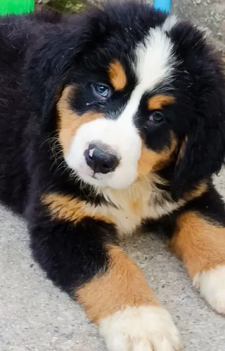 FILHOTE DE BERNESE 