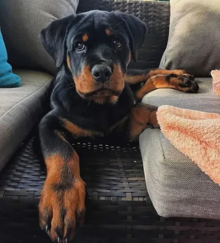 Filhotes de Rottweiler linhagem top
