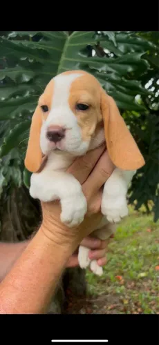 Beagles tricolor e bicolor 