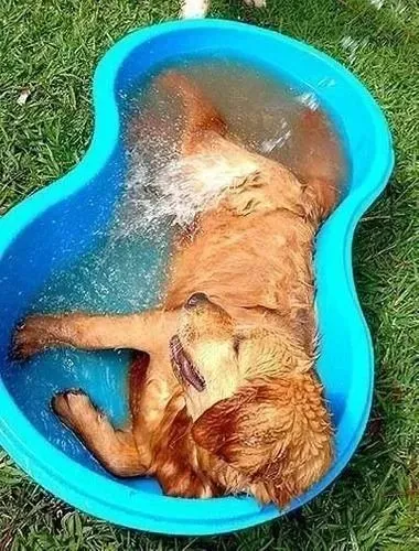 Piscina Feijão De 300L na Cor Azul Caixa Multiuso De Polietileno Infantil para seu Pet