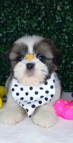 Shih-Tzu Pequeno Fêmea Tricolor Linda e Super Meiga