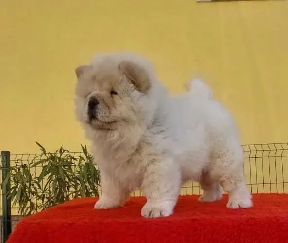 Chow Chow Adote um Amigo para Todas as Horas!