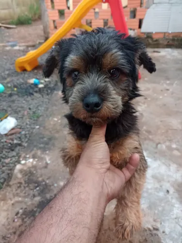 Doação Lhasa apso