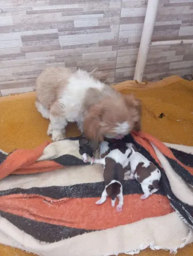 Filhote Shitzu macho