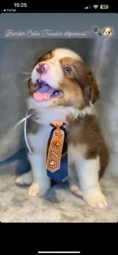 border collie com pedigree pelo longo