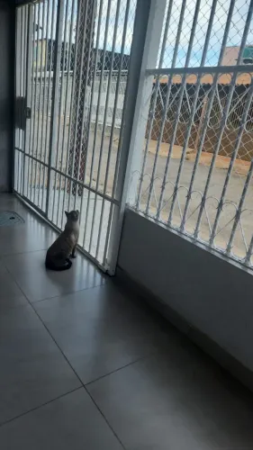 Rede e tela para gato