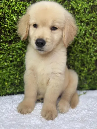 Filhote de Golden Retriever amigo