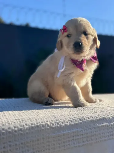 Golden retriever