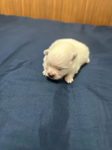 Spitz anã fêmea entrega Natal 