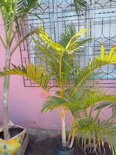 Palmeira real - Planta de Interior