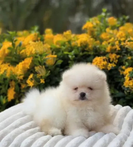 Filhote Chow-chow, Seu coração nunca mais será o mesmo depois de conhecer esse filhote!