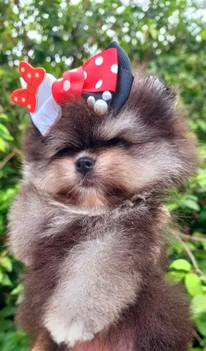 Lulu da pomerania spitz alemão 