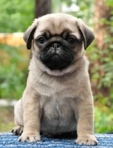 Filhote de Pug para alegrar seu lar 