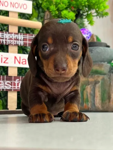 FILHOTE DE DACHSHUND 