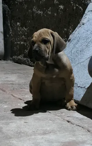 Fila Brasileiro