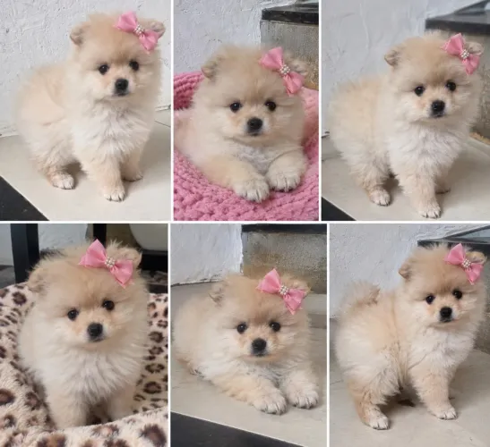 Lulu fêmea